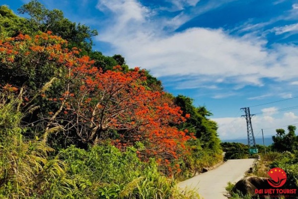 Check in vẻ đẹp của cây ngô đồng Cù Lao Chàm mỗi dịp hè