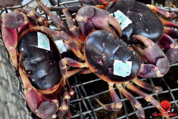 Cua đá Cù Lao Chàm món ăn được du khách yêu thích