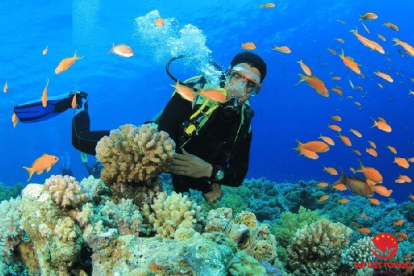 Giá vé lặn ngắm san hô Cù Lao Chàm bao nhiêu, có đáng thử ?