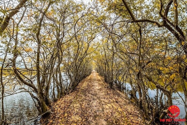 Rừng ngập mặn Rú Chá Huế – “Bức tranh” phong cảnh tuyệt đẹp