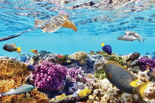 Công viên san hô Ocean Pearl Phú Quốc – Thủy cung khổng lồ