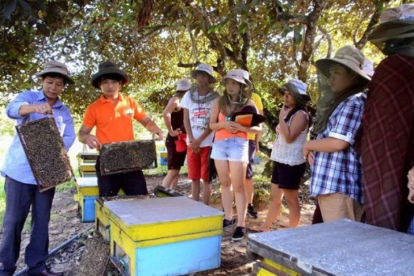 Đi trại ong Phú Quốc – Tìm hiểu về nghề nuôi ong tự nhiên