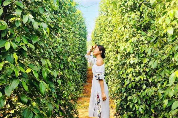 Vườn tiêu Phú Quốc – Điểm check in siêu hot không nên bỏ qua