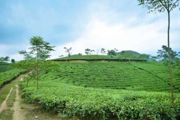 Trải nghiệm ngay đồi chè Đông Giang điểm đến siêu hot tại Quảng Nam