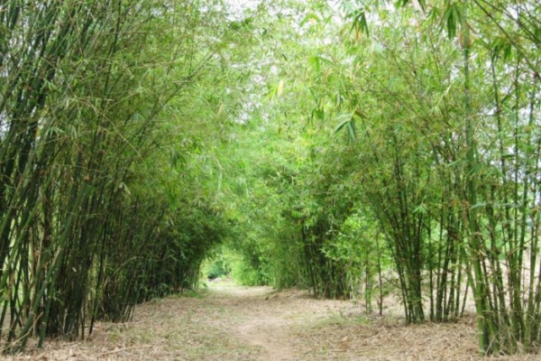 Khám phá Sơn Trà Tịnh Viên địa điểm nổi tiếng tại Đà Nẵng