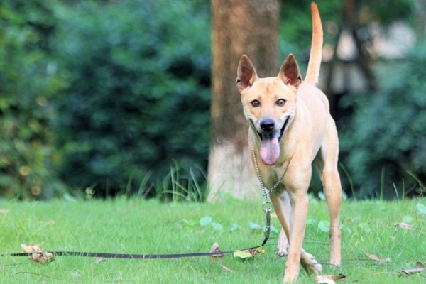 Tìm hiểu Chó Phú Quốc: Nguồn gốc, đặc điểm và bảng giá