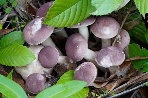 Nấm Tràm Phú Quốc món ngon dưỡng sức & giải độc cực tốt