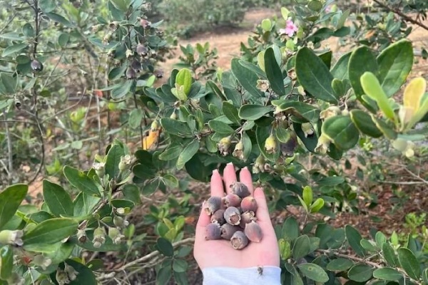 TOP 5 vườn sim Phú Quốc đẹp nổi tiếng nhất chụp ảnh siêu xinh