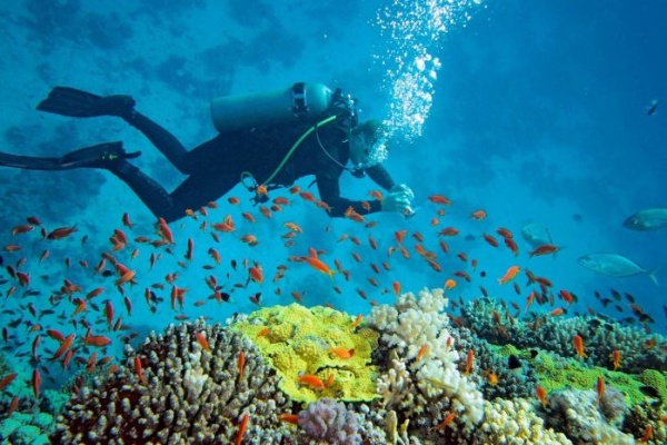 Lặn biển ngắm san hô Nha Trang: nên lặn ở đâu và chọn hình thức nào?