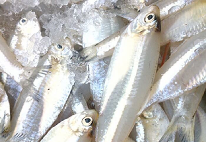 Gỏi cá mai Nha Trang