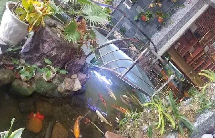 Quán cafe cá Koi Đà Nẵng
