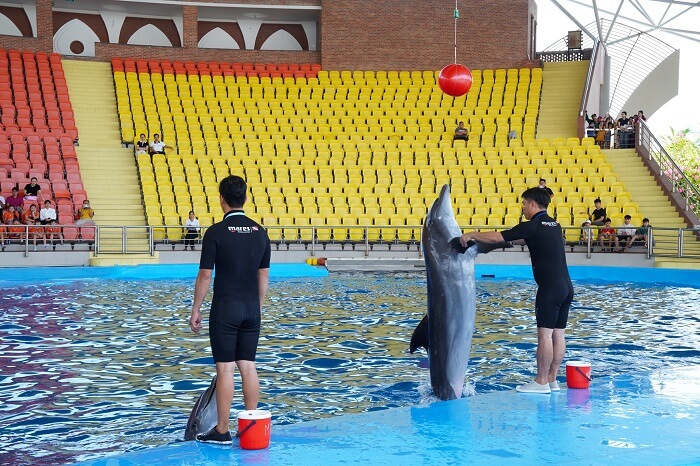 Show diễn cá Heo Đà Nẵng