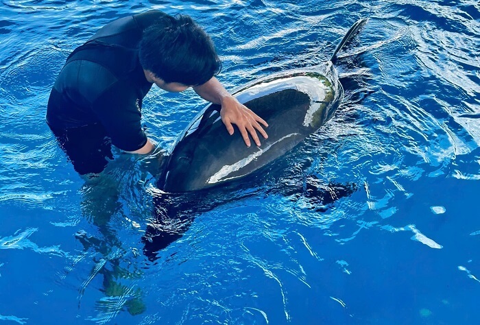 Show diễn cá Heo Đà Nẵng