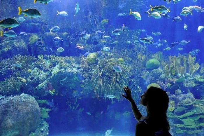 Thuỷ cung Nha Trang