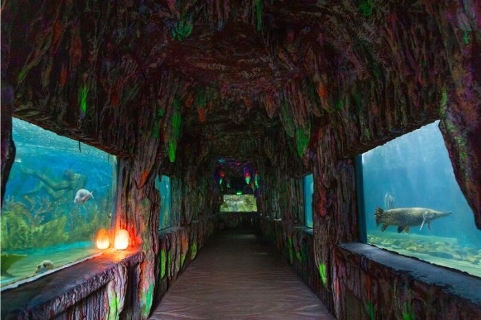 Thuỷ cung Nha Trang Trí Nguyên