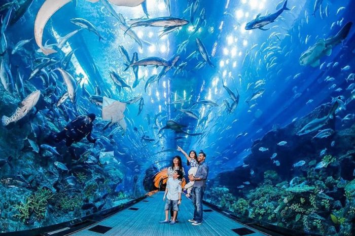 Thuỷ cung Vinwonders Phú Quốc có gì