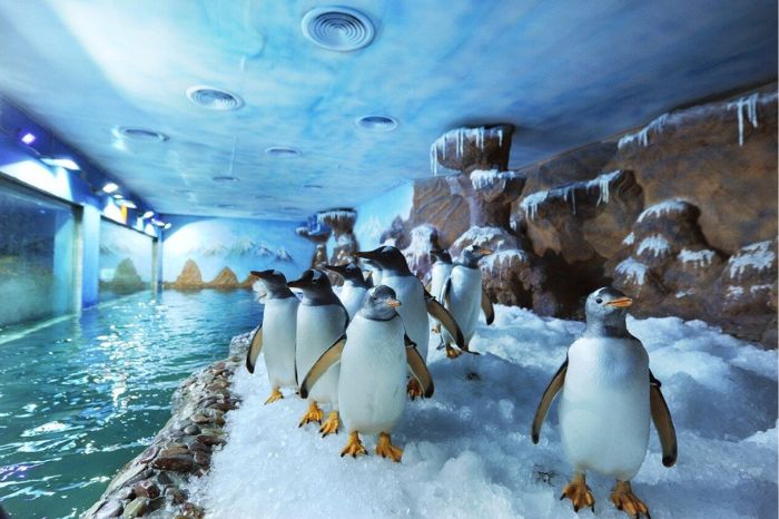 Thuỷ cung Vinwonders Phú Quốc có gì