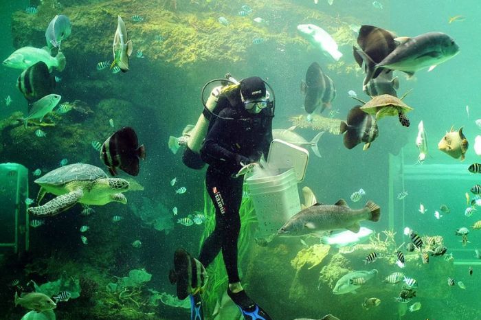 Thuỷ cung Vinwonders Phú Quốc có gì