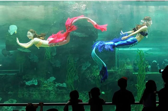 Thuỷ cung Vinwonders Phú Quốc có gì