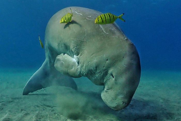 Bò biển Phú Quốc