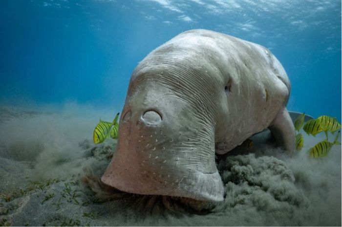 Bò Biển Phú Quốc