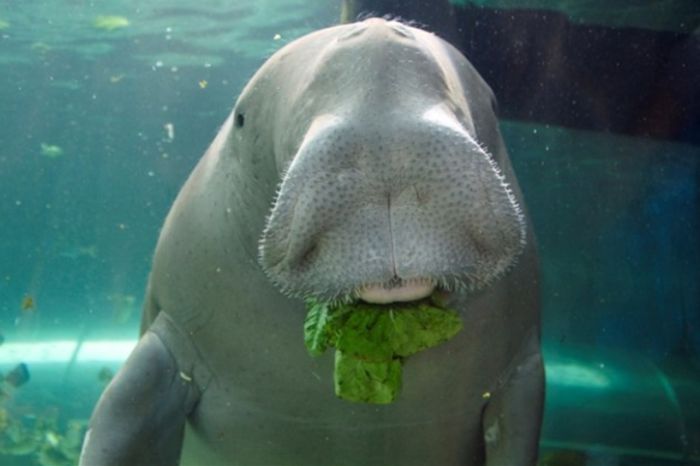 Thức ăn của bò biển Phú Quốc