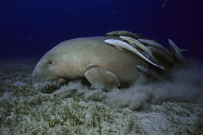 Bò biển Phú Quốc