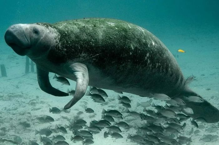 Bò biển Phú Quốc