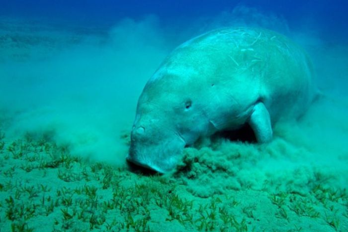 Bò biển Phú Quốc