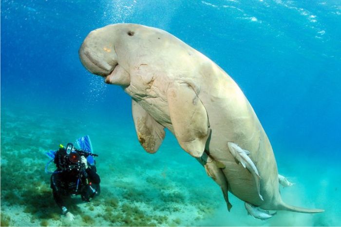 Bò biển Phú Quốc