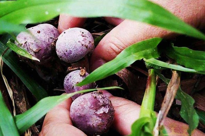 Nấm tràm Phú Quốc