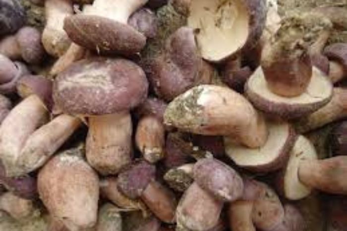 Nấm tràm Phú Quốc