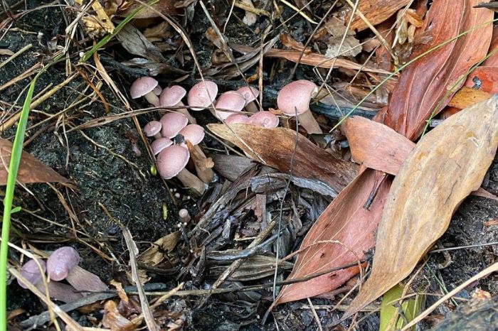 Nấm tràm Phú Quốc