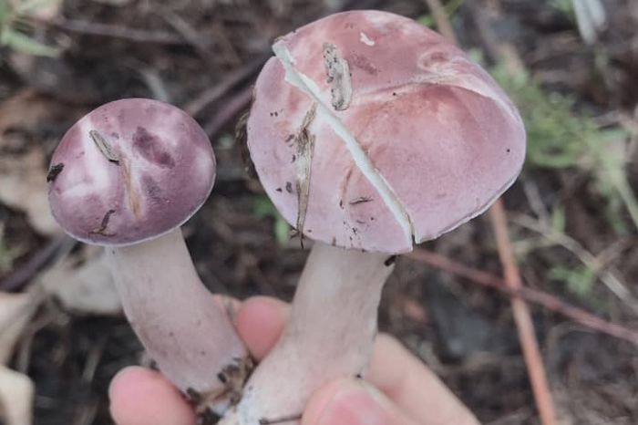 Nấm tràm Phú Quốc