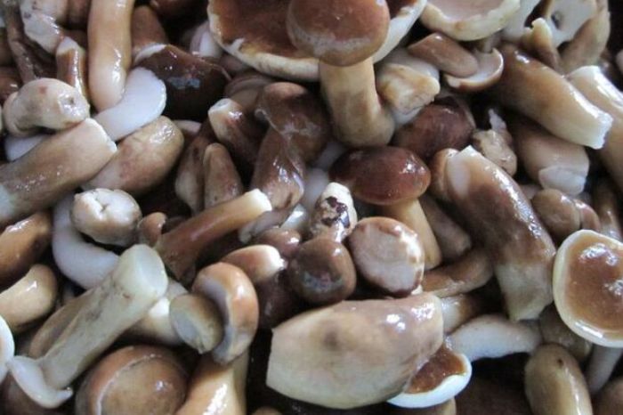 Nấm tràm Phú Quốc