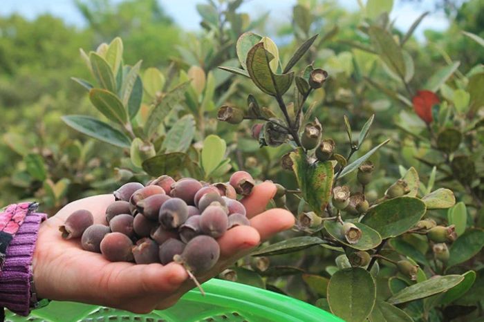 Nguồn gốc rượu sim Phú Quốc