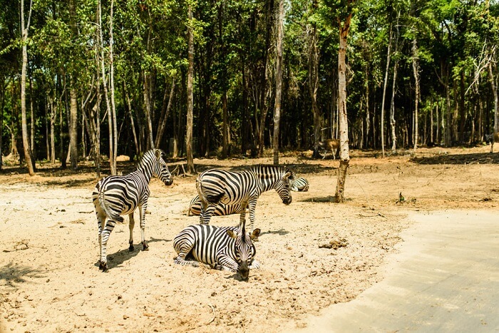 Vinpearl Safari Phú Quốc