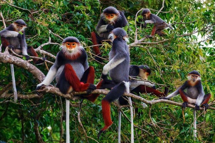 Vườn quốc gia Việt Nam