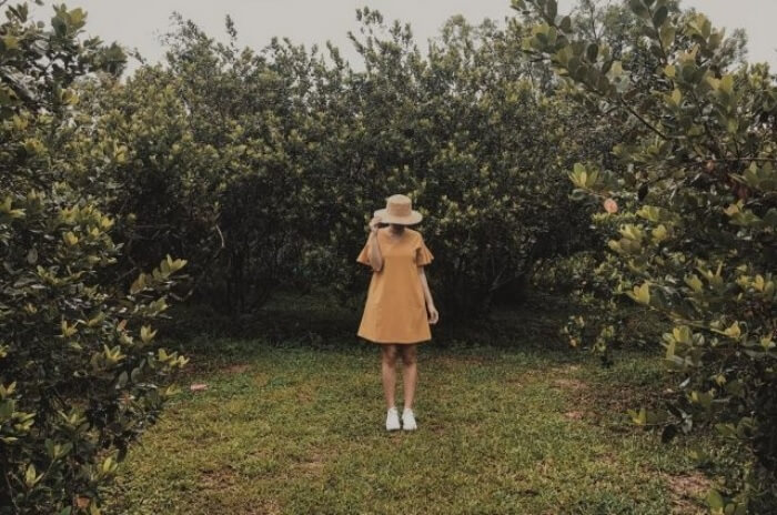 Vườn sim Phú Quốc