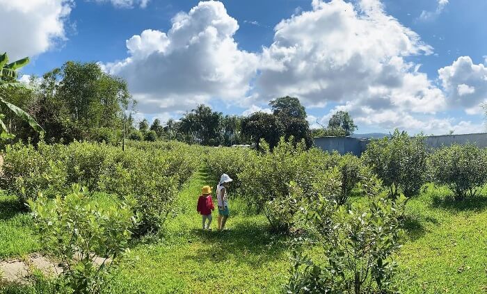 Vườn sim Phú Quốc