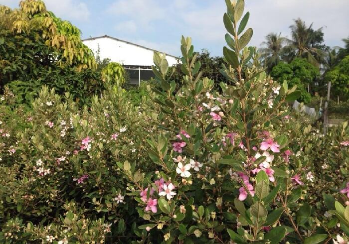 Vườn sim Phú Quốc