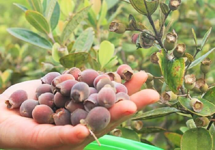 Vườn sim Phú Quốc