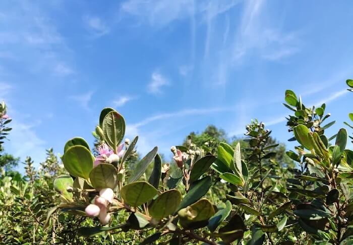 Vườn sim Phú Quốc